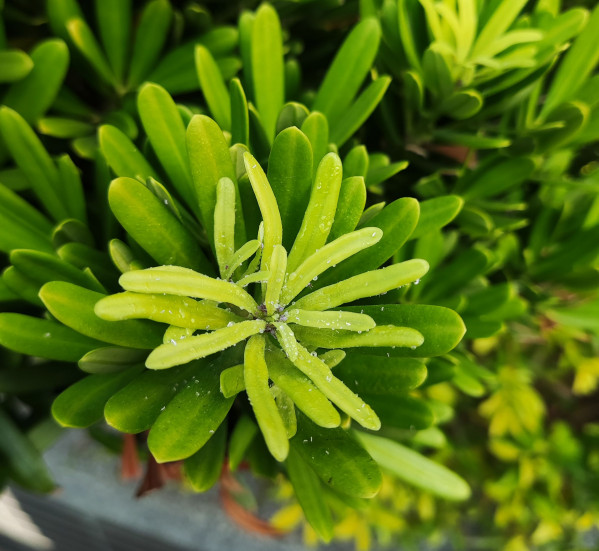 羅漢松的花蜜與果實