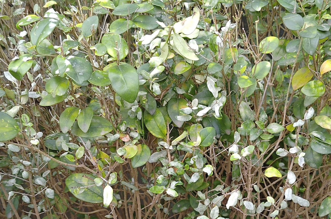 何謂植物白粉病