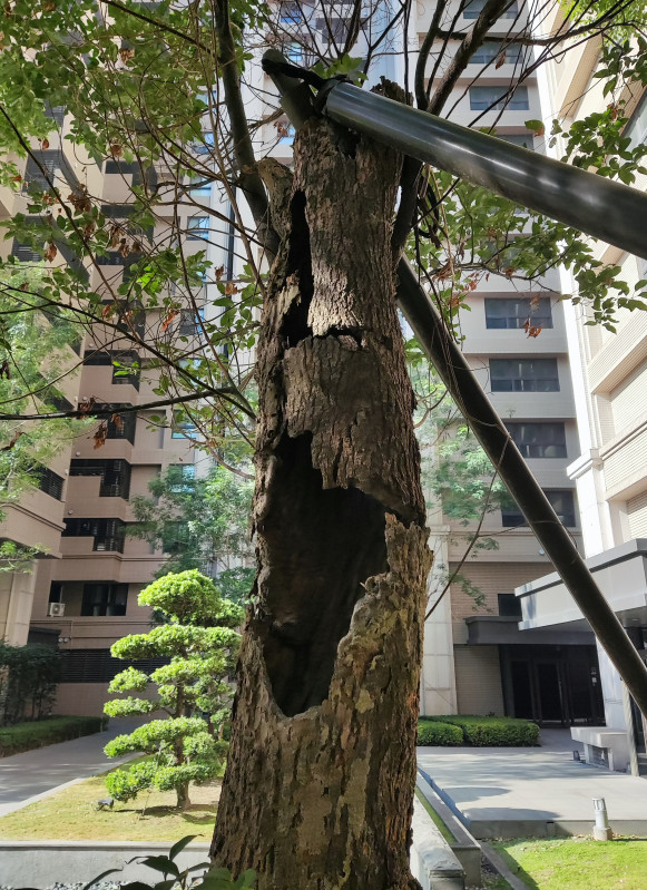 社區危樹處理