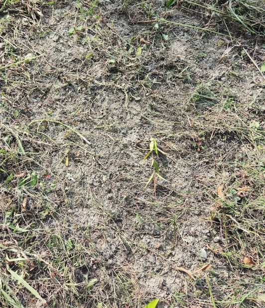 社區草地土壤泛白水流不下去是什麼問題