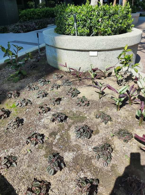 社區植栽補植