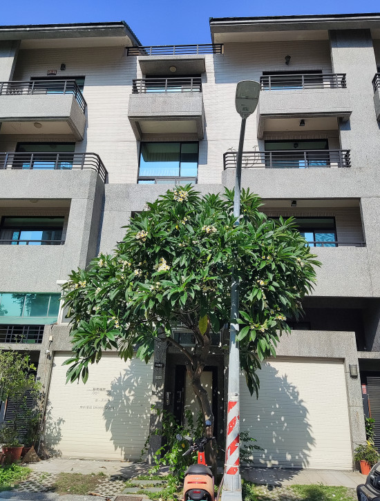 高雄住家修樹